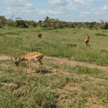 Serengeti National Park
