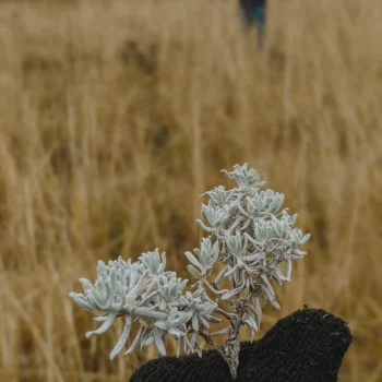 Kitulo National Park