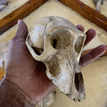 Udzungwa Mountains National Park