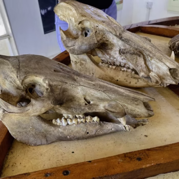 Udzungwa Mountains National Park