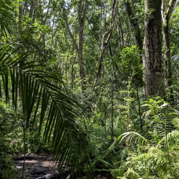 Jozani Chwaka Bay National Park