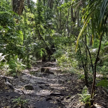 Jozani Chwaka Bay National Park