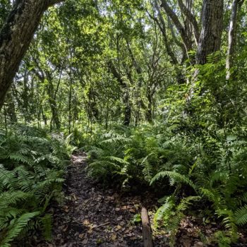 Jozani Chwaka Bay National Park