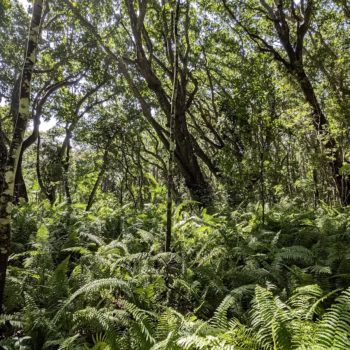 Jozani Chwaka Bay National Park