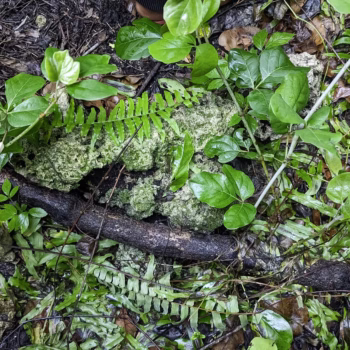 Jozani Chwaka Bay National Park