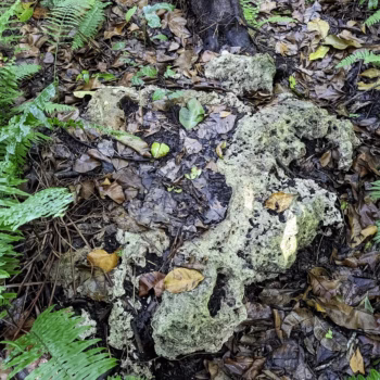 Jozani Chwaka Bay National Park