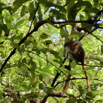 Jozani Chwaka Bay National Park