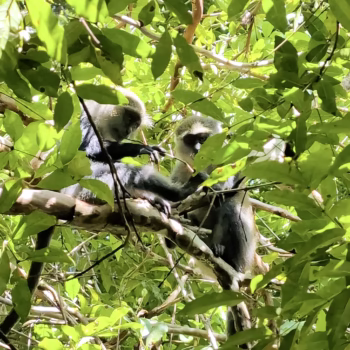 Jozani Chwaka Bay National Park