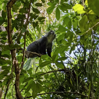 Jozani Chwaka Bay National Park