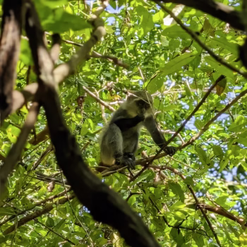 Jozani Chwaka Bay National Park