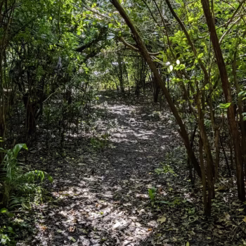 Jozani Chwaka Bay National Park
