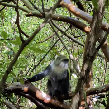 Jozani Chwaka Bay National Park