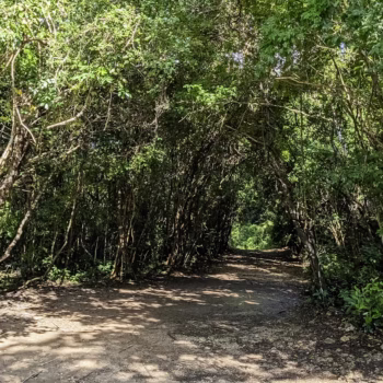 Jozani Chwaka Bay National Park