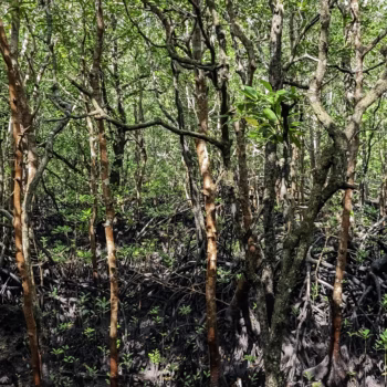 Jozani Chwaka Bay National Park