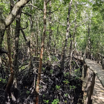 Jozani Chwaka Bay National Park