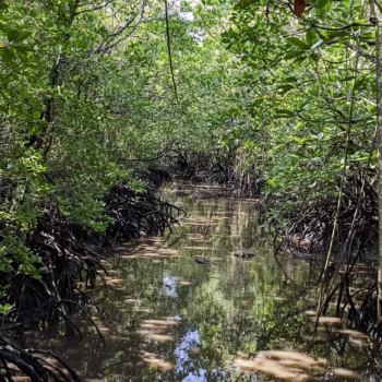 Jozani Chwaka Bay National Park
