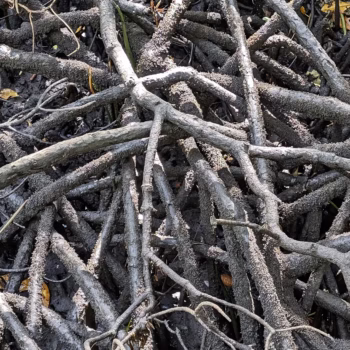 Jozani Chwaka Bay National Park