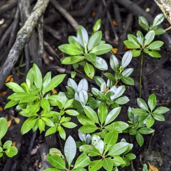 Jozani Chwaka Bay National Park