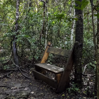 Jozani Chwaka Bay National Park