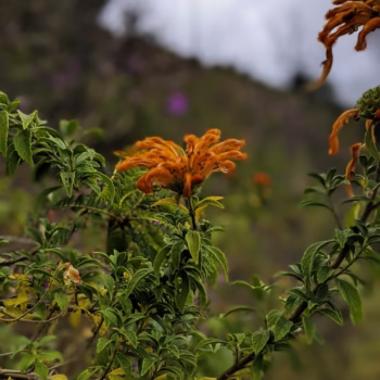 Kitulo National Park