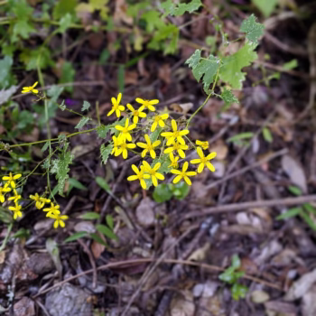 Kitulo National Park