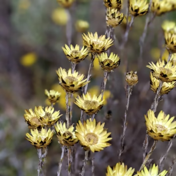 Kitulo National Park