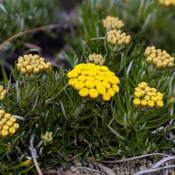 Kitulo National Park