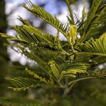 Kitulo National Park