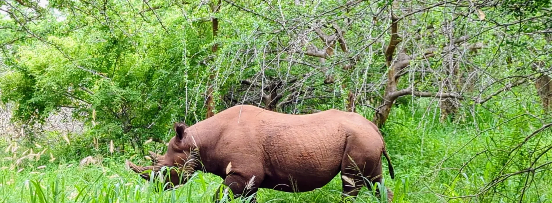 Mkomazi National Park