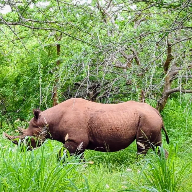 Mkomazi National Park