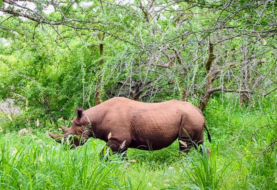 Mkomazi National Park
