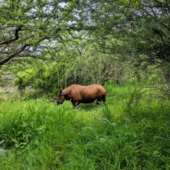 Mkomazi National Park