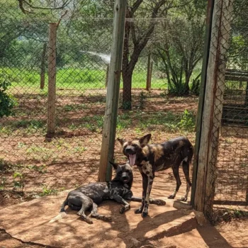 Mkomazi National Park