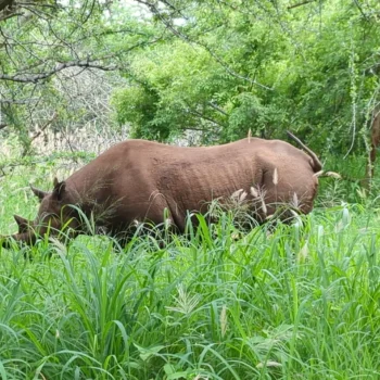 Mkomazi National Park