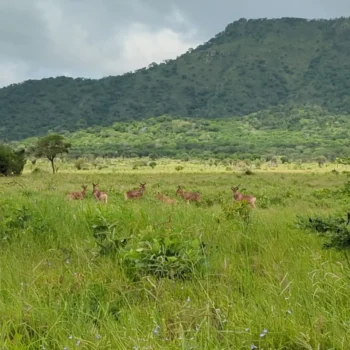 Mkomazi National Park