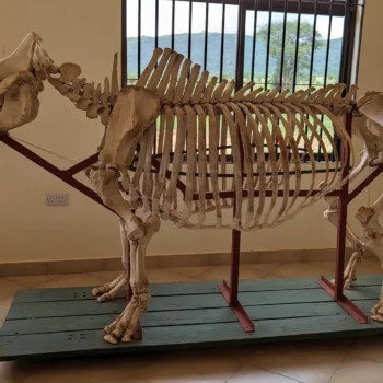 Mkomazi National Park