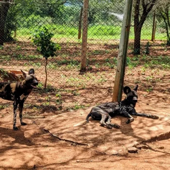 Mkomazi National Park