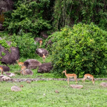 Saanane Island National Park