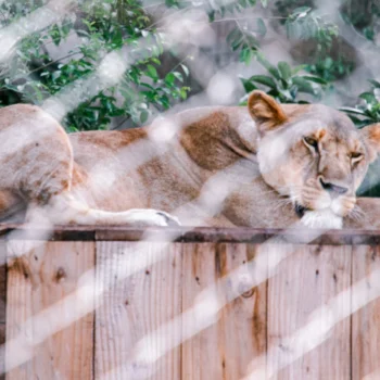 Saanane Island National Park