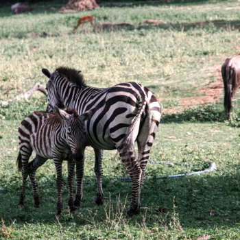 Saanane Island National Park