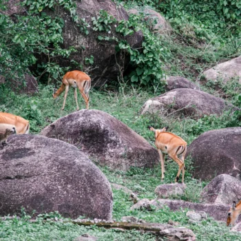 Saanane Island National Park