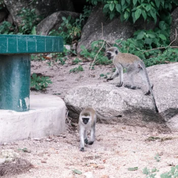 Saanane Island National Park