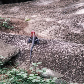 Saanane Island National Park