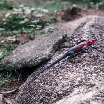 Saanane Island National Park