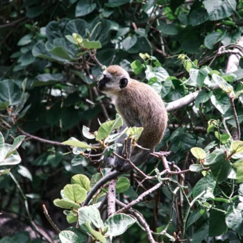 Saanane Island National Park