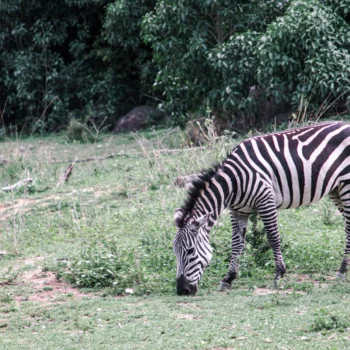 Saanane Island National Park