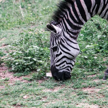 Saanane Island National Park