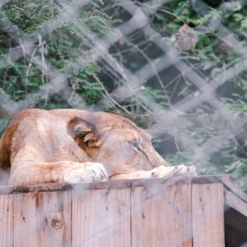 Saanane Island National Park