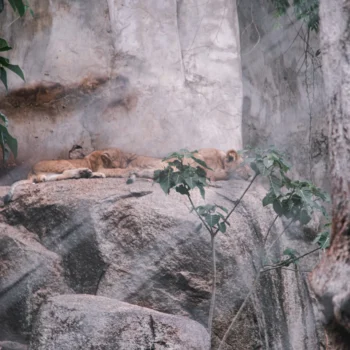 Saanane Island National Park