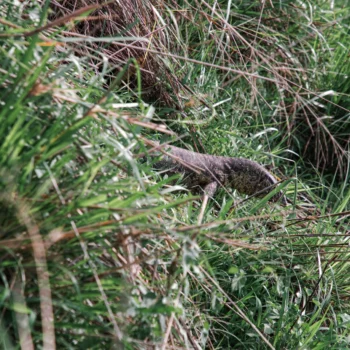 Saanane Island National Park